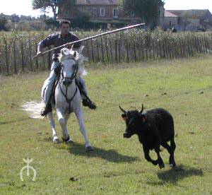 Équitation camargaise équitation camargaise.jpg, 17kB