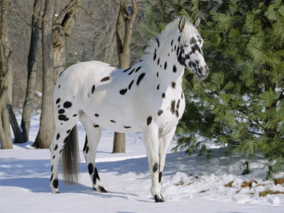 Appaloosa appaloosa.jpg, 41kB