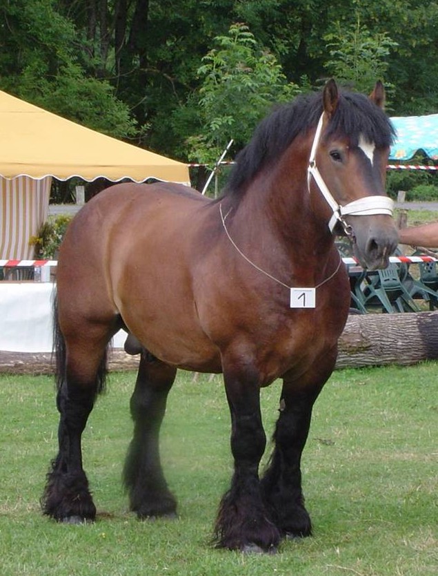 Ardennais ardennais.jpg, 146kB
