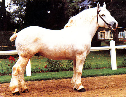 Boulonnais boulonnais.jpg, 71kB