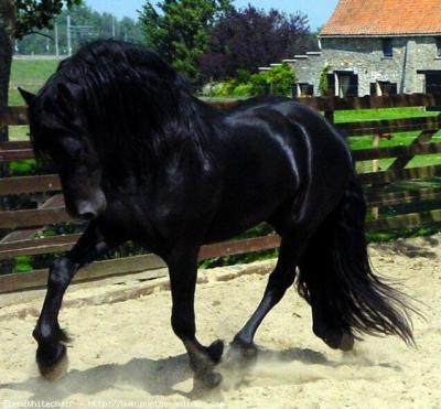 Frison frison.jpg, 29kB