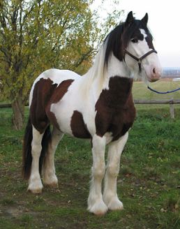 Irish cob irish cob.jpg, 21kB