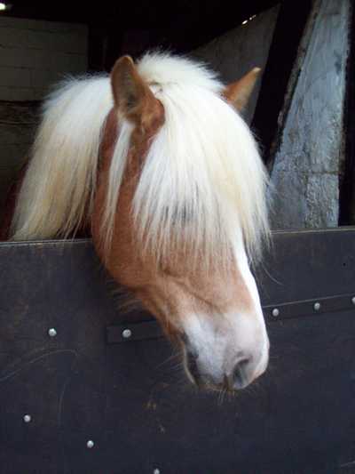 Kees kees.jpg, 30kB