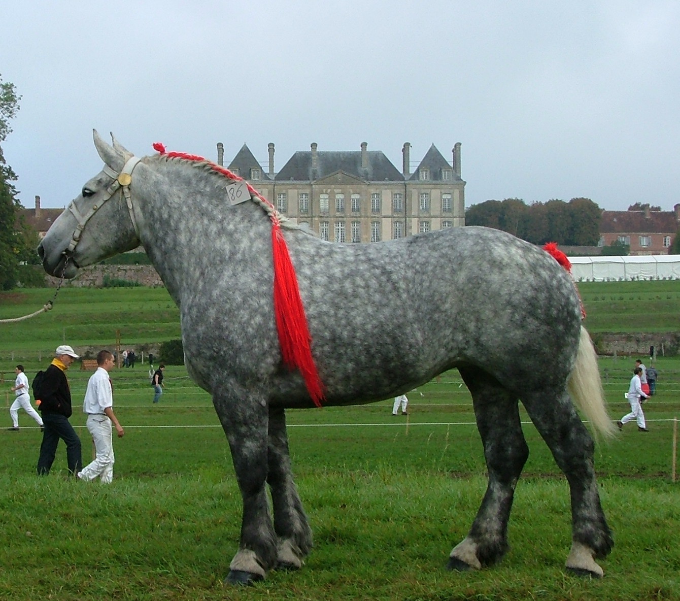 Percheron percheron.jpg, 516kB