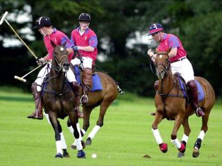 Polo polo.jpg, 19kB
