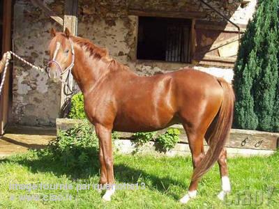 Poney francais de selle poney francais de selle.jpg, 30kB