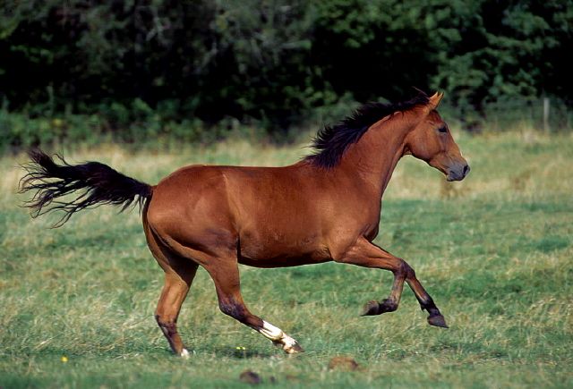 Quater horses quater horses.jpg, 53kB